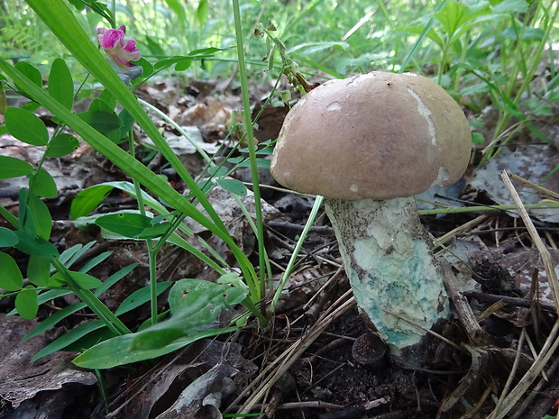 kozák topoľový Leccinum duriusculum (Schulzer ex Kalchbr.) Singer