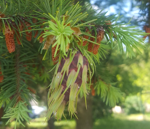 duglaska tisolistá Pseudotsuga menziesii (Mirb.) Franco