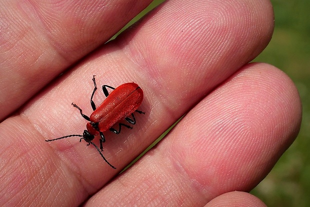 červenáčik ohnivý (sk) / červenáček ohnivý (cz) Pyrochroa coccinea Linnaeus, 1761