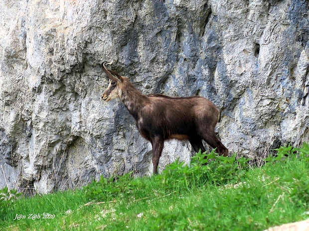 kamzík vrchovský alpský  Rupicapra rupicapra rupicapra