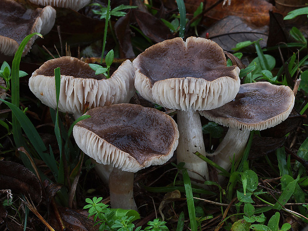 čírovka zemná Tricholoma terreum (Schaeff.) P. Kumm.