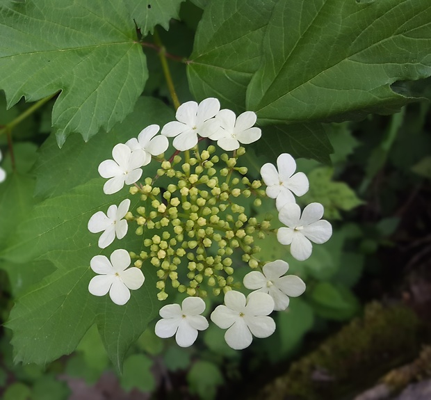 kalina obyčajná Viburnum opulus L.