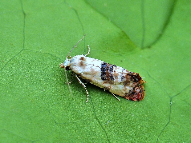 zvinúvač horčíkový Cochylis hybridella