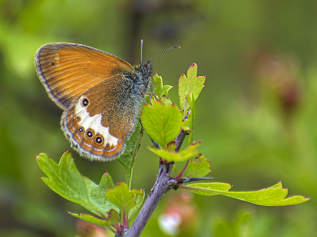 očkáň medničkový Coenonympha arcania