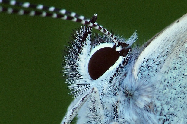 modráčik lesný (sk) / modrásek lesní (cz) Cyaniris semiargus Rottemburg, 1775