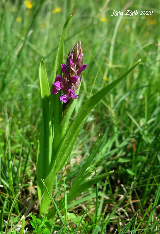 vstavačovec strmolistý pravý Dactylorhiza incarnata subsp. incarnata (L.) Soó