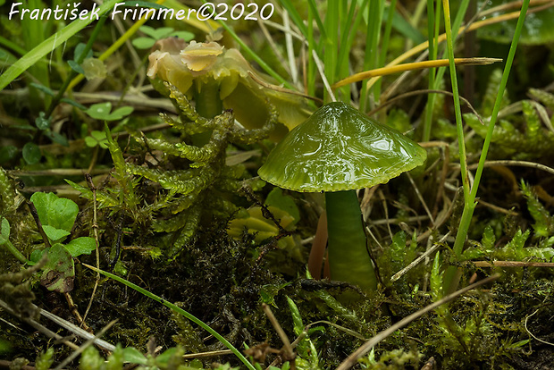 lúčnica žltozelená Gliophorus psittacinus (Schaeff.) Herink