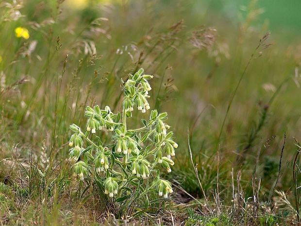 rumenica visianiho Onosma visianii Clementi