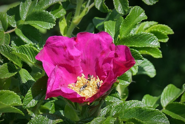 ruža vráskavá Rosa rugosa Thunb.