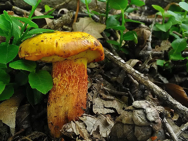 masliak smrekovcový Suillus grevillei (Klotzsch) Singer