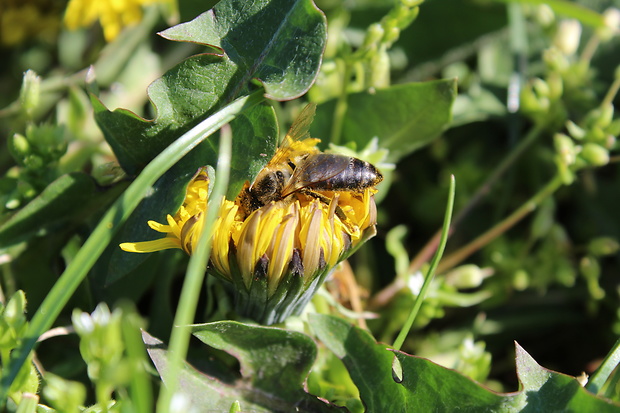 včela medonosná Apis mellifera