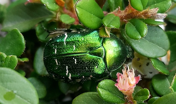 zlatoň obyčajný Cetonia aurata