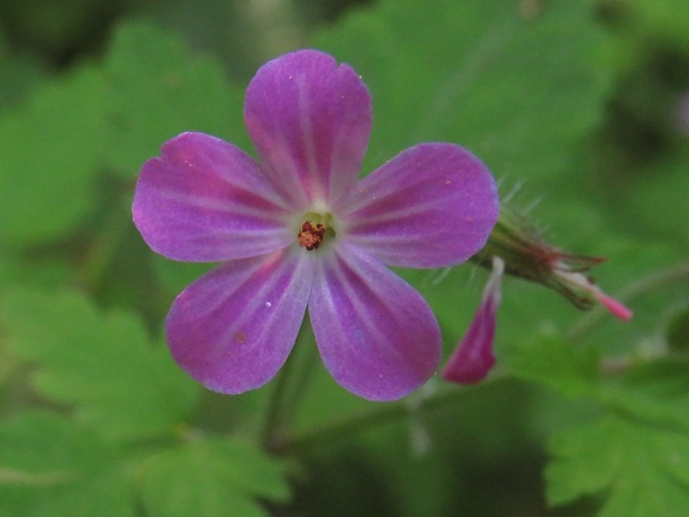 pakost smradľavý Geranium robertianum L.