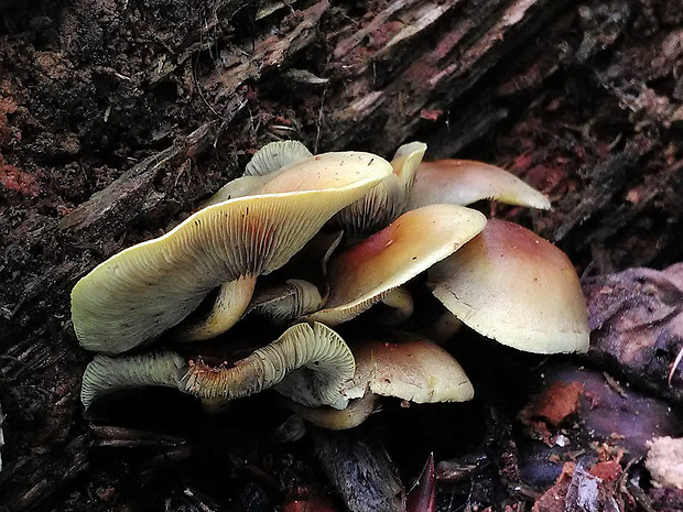 strapcovka zväzkovitá Hypholoma fasciculare (Huds.) P. Kumm.