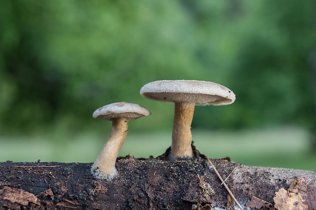 trúdnik plástovitý Lentinus arcularius (Batsch) Zmitr.