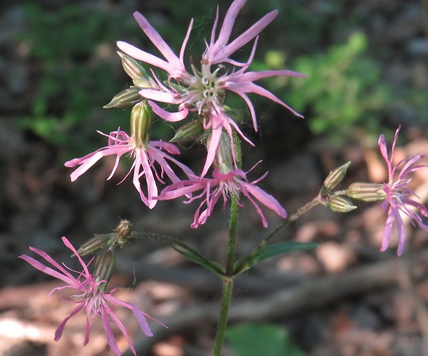 kukučka lúčna Lychnis flos-cuculi L.