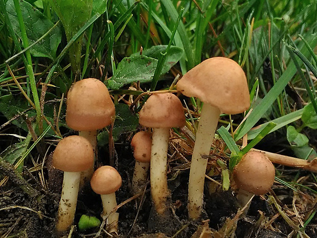 tanečnica poľná Marasmius oreades (Bolton) Fr.