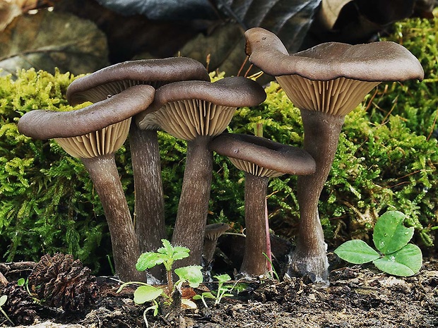 strmulica čiaškovitá Pseudoclitocybe cyathiformis (Bull.) Singer