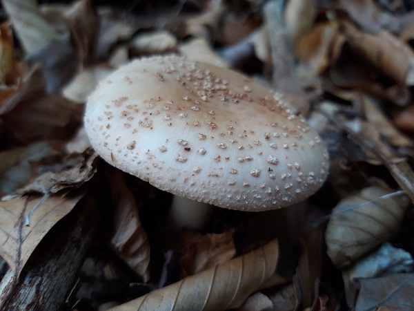 muchotrávka červenkastá Amanita rubescens Pers.