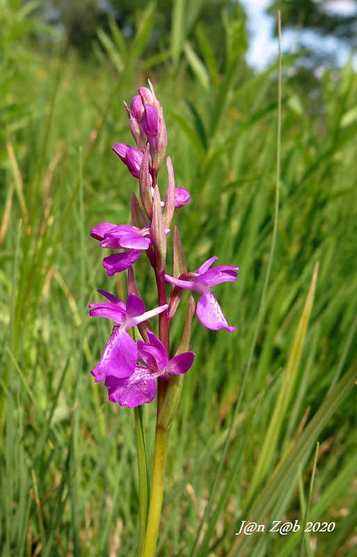 červenohlav močiarny Anacamptis palustris (Jack.) R. M. Bateman, A. M. Pringeon & M. W. Chase