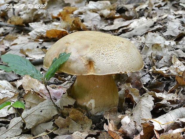 hríb dubový Boletus reticulatus Schaeff.