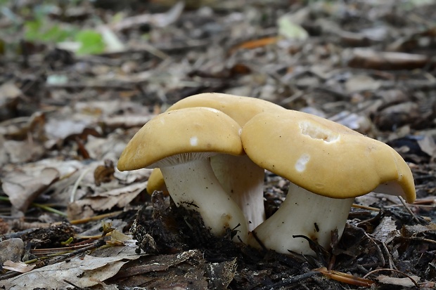 čírovnica májová Calocybe gambosa (Fr.) Donk