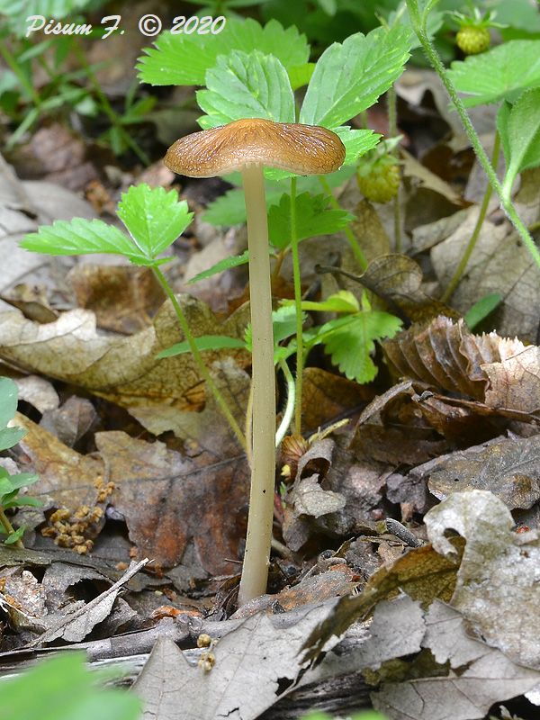 sliznačka koreňujúca Hymenopellis radicata (Relhan) R.H. Petersen