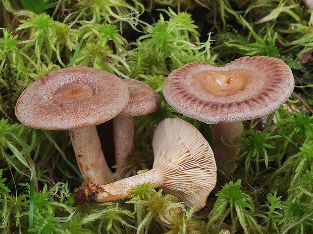 rýdzik voňavý Lactarius glyciosmus (Fr.) Fr.