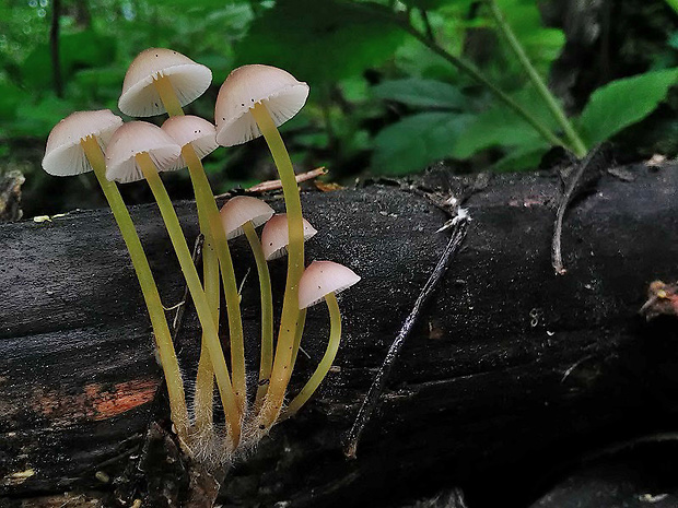 prilbička žltohlúbiková Mycena renati Quél.