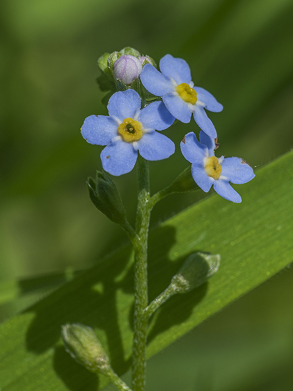 nezábudka Myosotis sp.