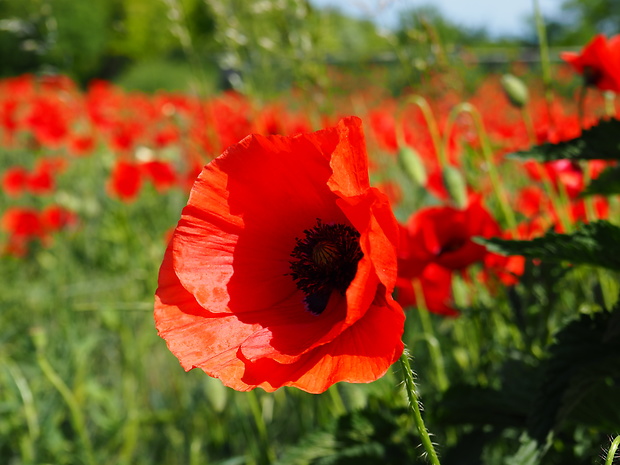 mak vlčí Papaver rhoeas L.