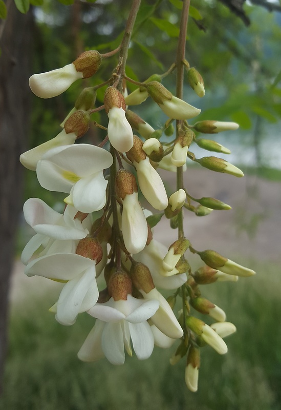 agát biely Robinia pseudoacacia L.