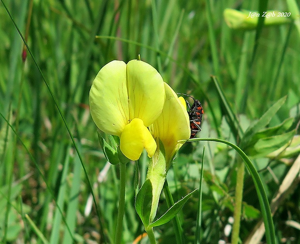 paľadenec prímorský Tetragonolobus maritimus (L.) Roth