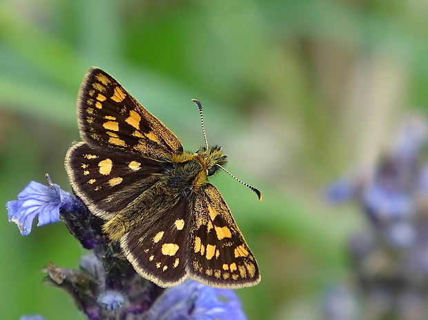 súmračník skorocelový Carterocephalus palaemon Pallas, 1771