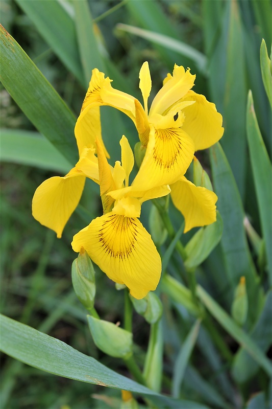 kosatec žltý Iris pseudacorus L.