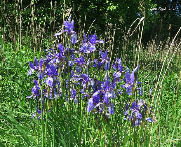 kosatec sibírsky Iris sibirica L.