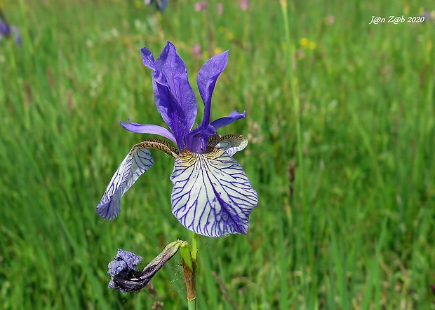 kosatec sibírsky Iris sibirica L.