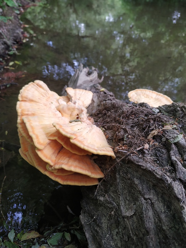 sírovec obyčajný Laetiporus sulphureus (Bull.) Murrill