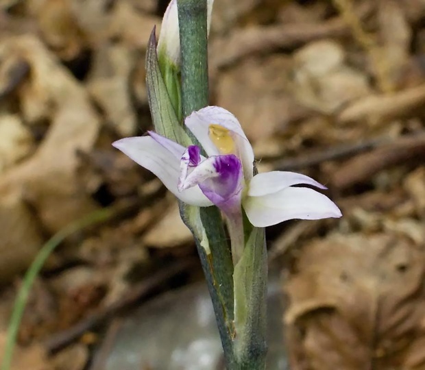 modruška pošvatá Limodorum abortivum (L.) Sw.