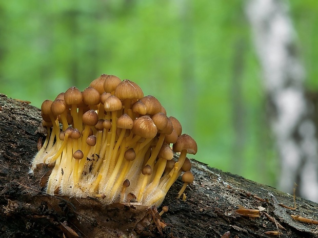 prilbička žltohlúbiková Mycena renati Quél.