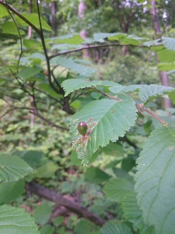 neidentifikovana choroba