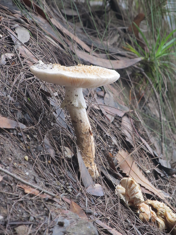 muchotrávka ostnatá Amanita echinocephala (Vittad.) Quél.