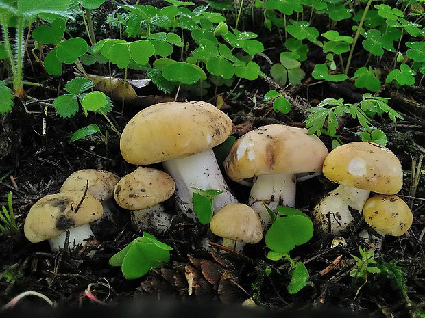 čírovnica májová Calocybe gambosa (Fr.) Donk