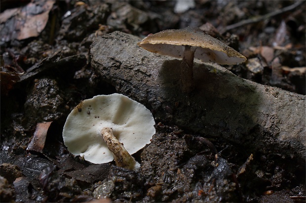 trúdnik strapkatý Lentinus substrictus (Bolton) Zmitr. & Kovalenko