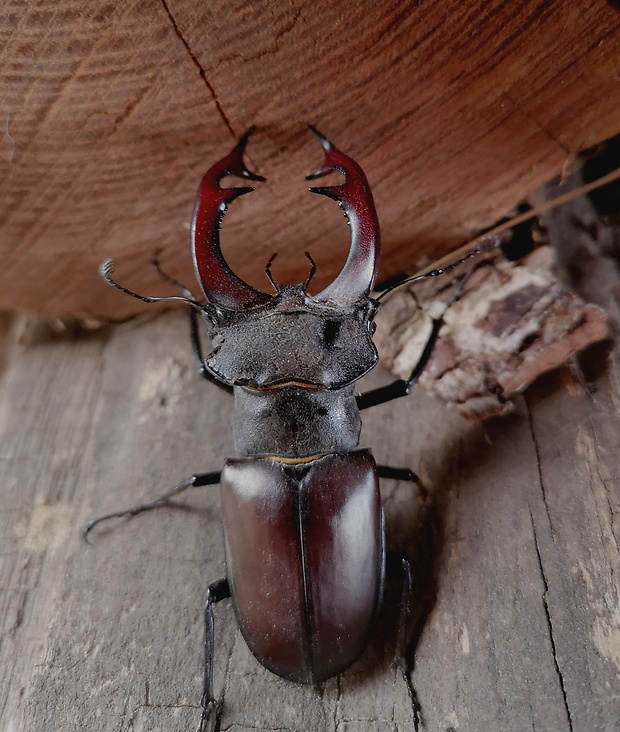 roháč veľký Lucanus cervus