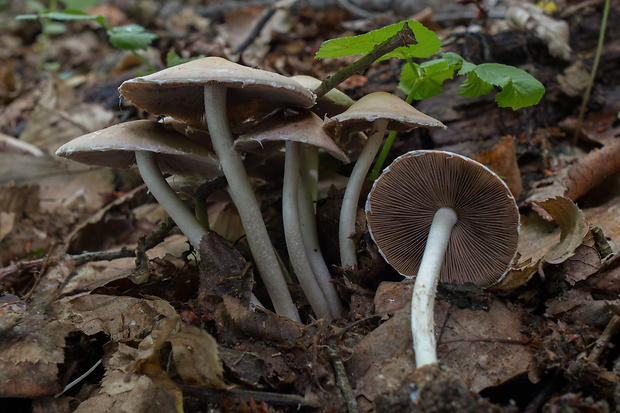 drobuľka Psathyrella sp.