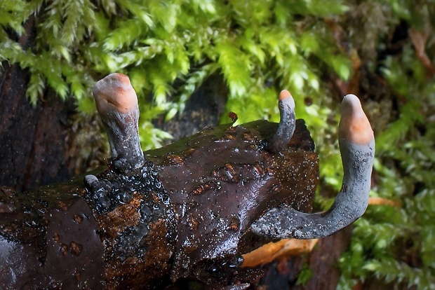 drevnatec štíhly Xylaria longipes Nitschke