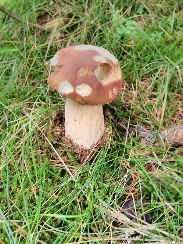 hríb smrekový Boletus edulis Bull.