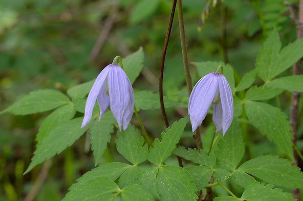 plamienok alpínsky Clematis alpina (L.) Mill.