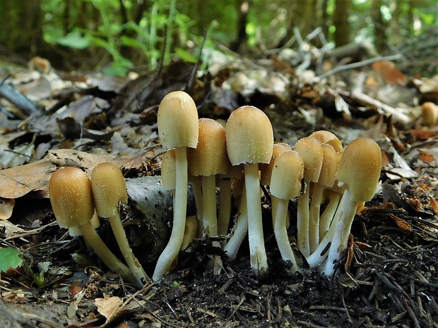 hnojník ligotavý Coprinellus micaceus (Bull.) Vilgalys, Hopple & Jacq. Johnson